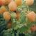 黄树莓苗。吉林基地直发。品种保纯度。需要的联系。量大优惠