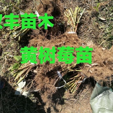 黄树莓苗。吉林基地直发。品种保纯度。需要的联系。量大优惠