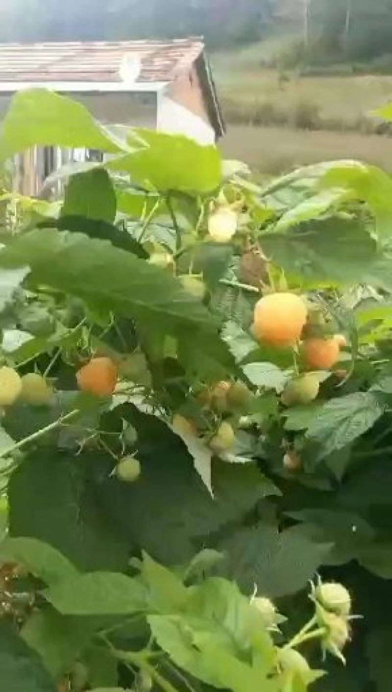 黄树莓苗。吉林基地直发。品种保纯度。需要的联系。量大优惠