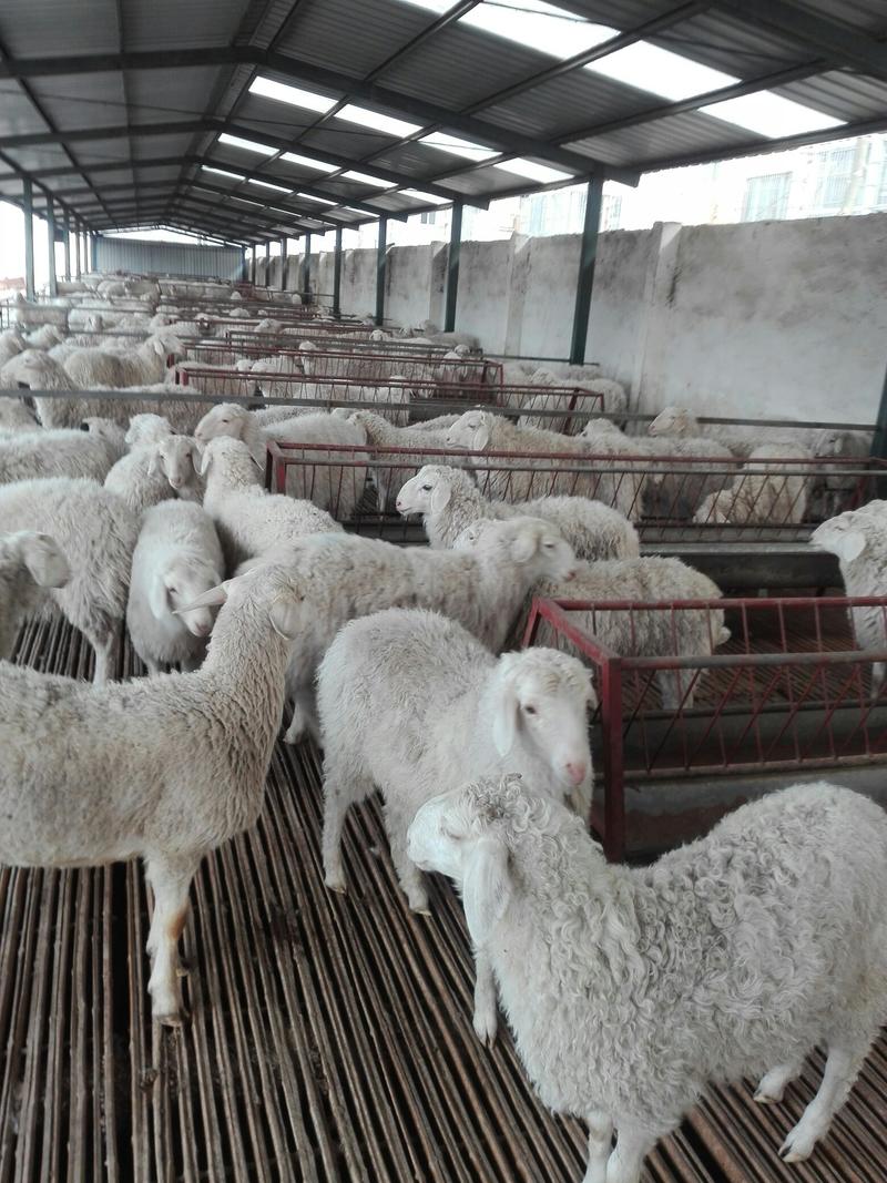纯种波尔山羊，种羊，怀孕羊，羊羔，好品种，免费送货