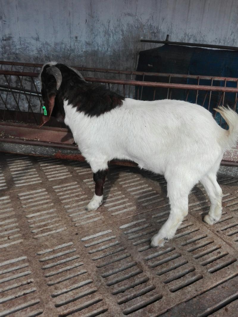 纯种波尔山羊，种羊，怀孕羊，羊羔，好品种，免费送货
