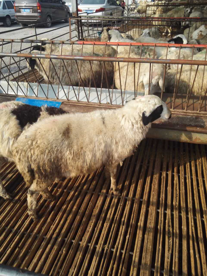 出售肉驴肉牛肉羊等品种齐全免费送货上门
