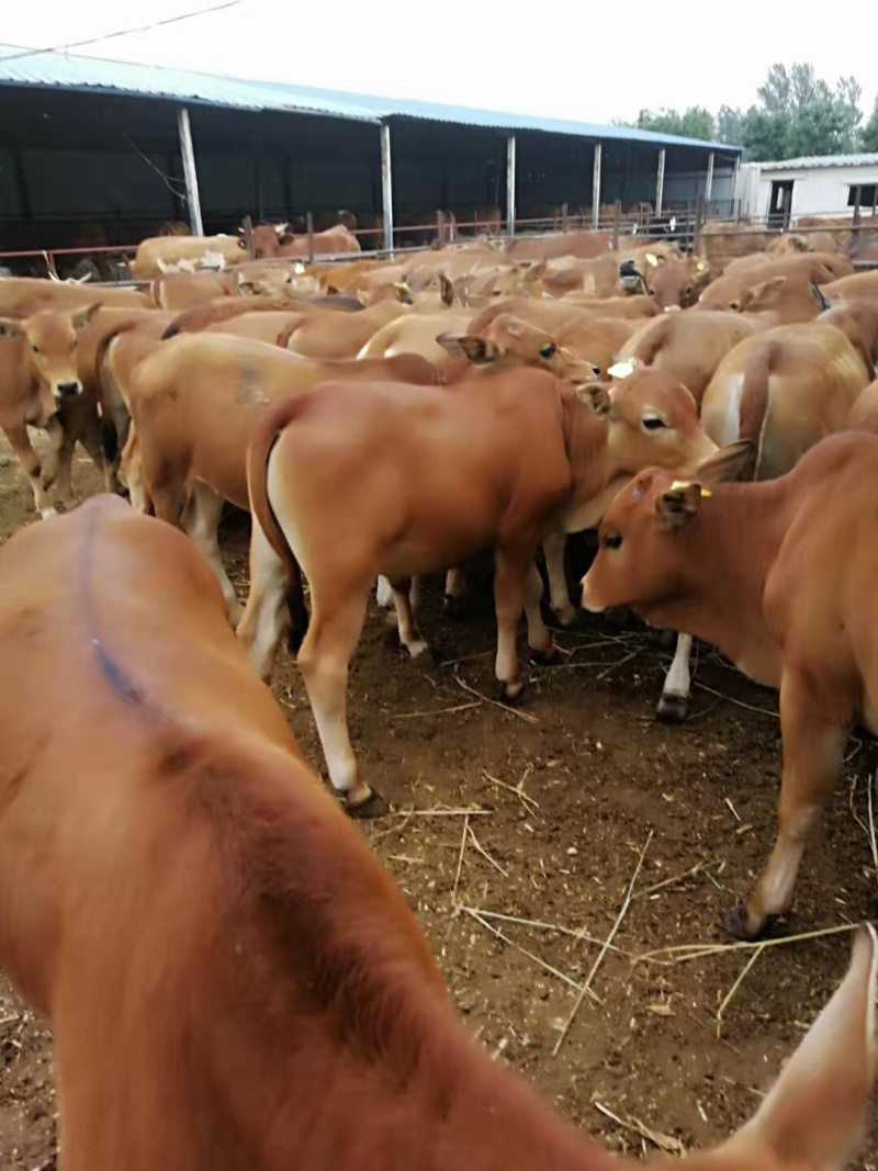 出售肉驴肉牛肉羊等品种齐全免费送货上门
