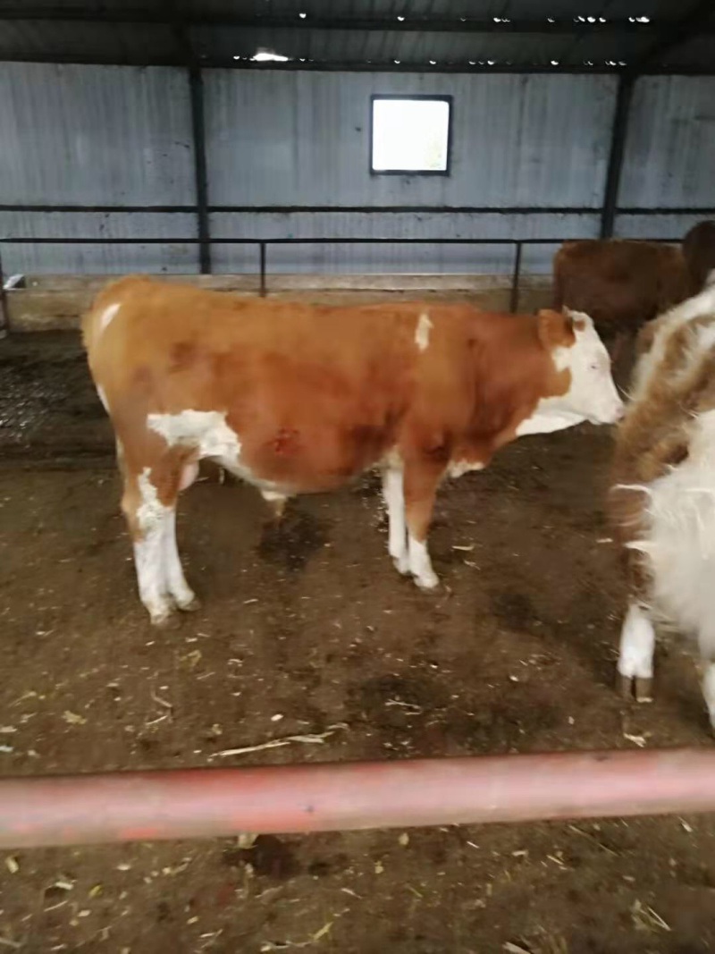 出售肉驴肉牛肉羊等品种齐全免费送货上门