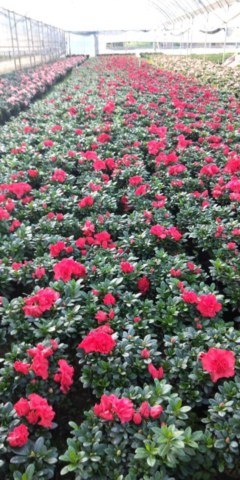 杜鹃花盆景各种规格颜色杨梅红小桃红樱桃红