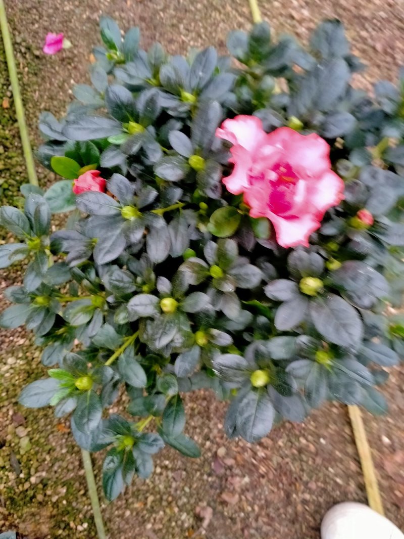 杜鹃花盆景各种规格颜色杨梅红小桃红樱桃红