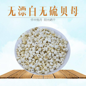 川贝母松贝青贝炉贝批发零售量大从优