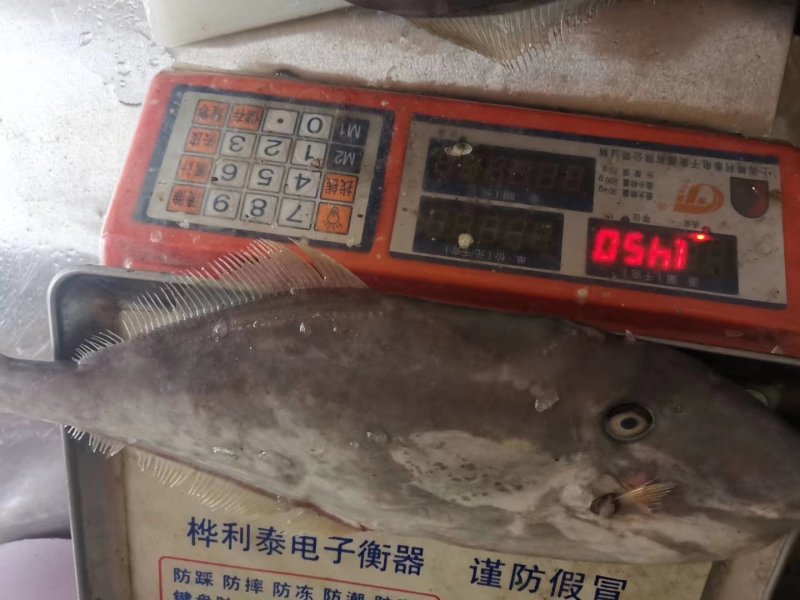 剥皮鱼马鲛鱼