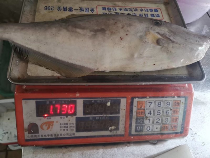 剥皮鱼马鲛鱼