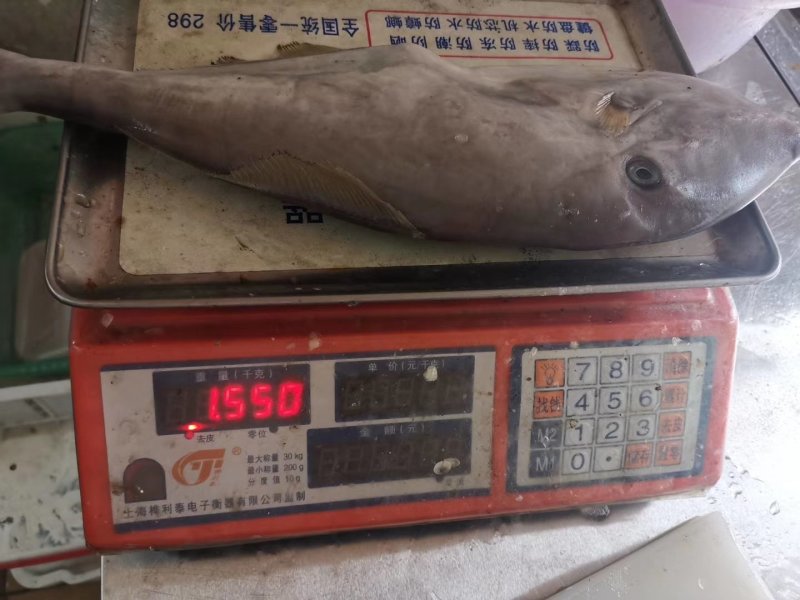 剥皮鱼马鲛鱼