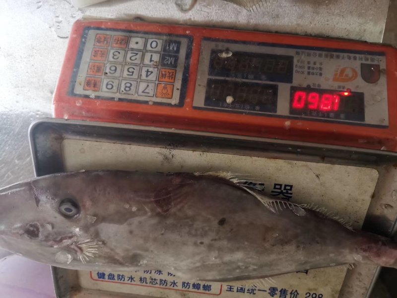 剥皮鱼马鲛鱼