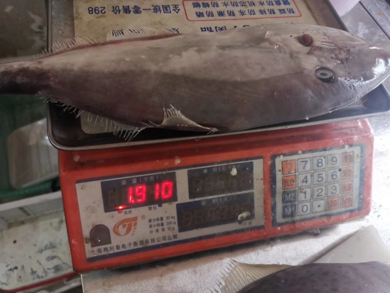 剥皮鱼马鲛鱼