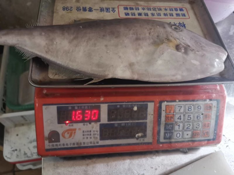 剥皮鱼马鲛鱼
