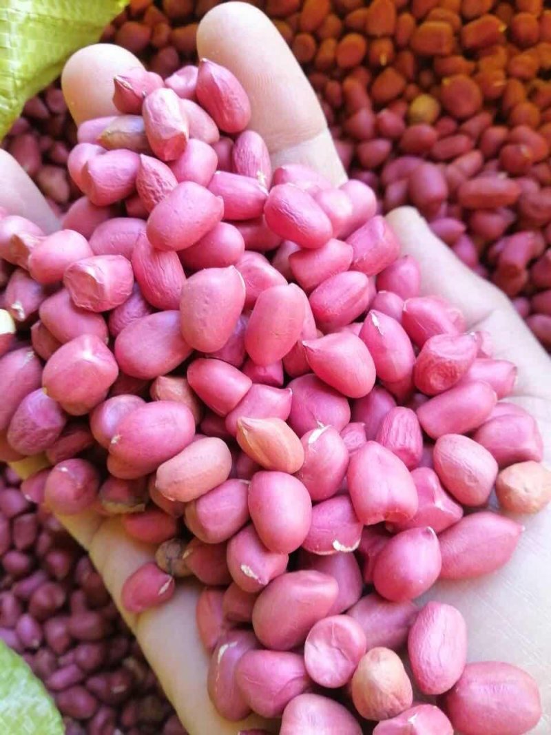 缅甸红皮花生