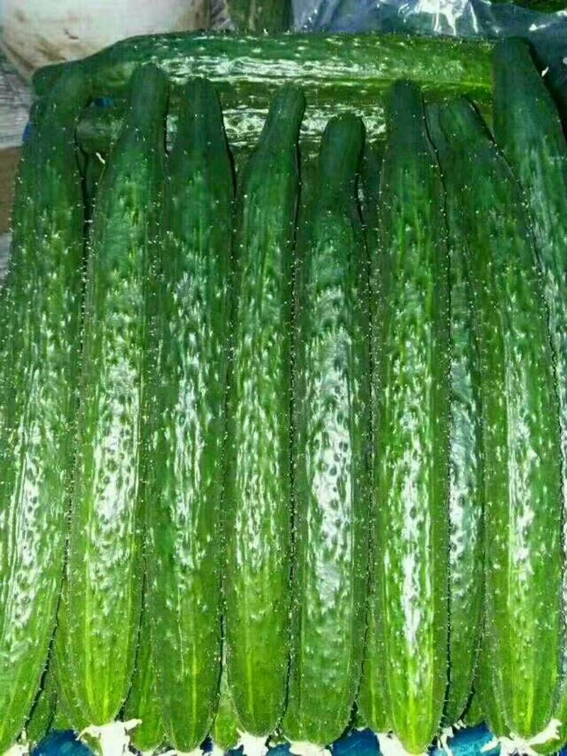 黄瓜721精品产地直发直销，顶花带刺条直发绿