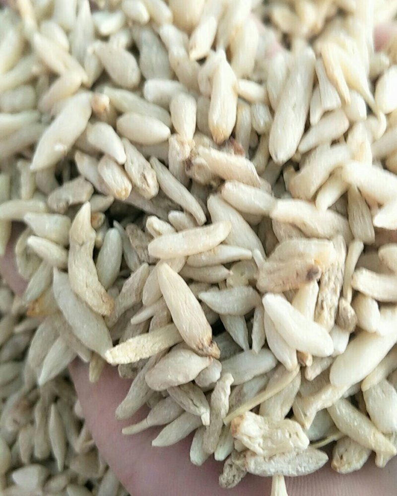 麦冬，常年批发供应各种规格产地，麦冬，川麦冬，山东麦冬