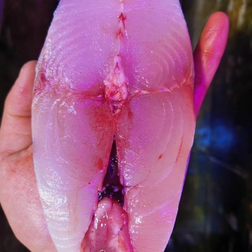 马鲛鱼，纯天然海鲜