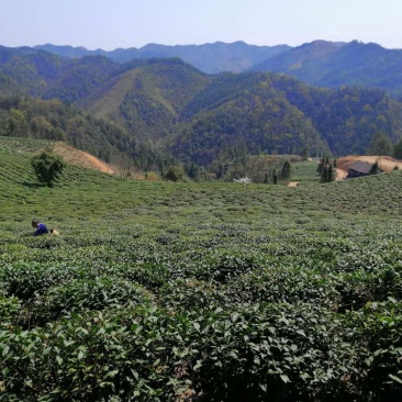 湖南安化黑茶