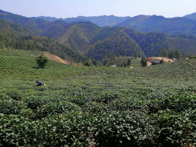 湖南安化黑茶