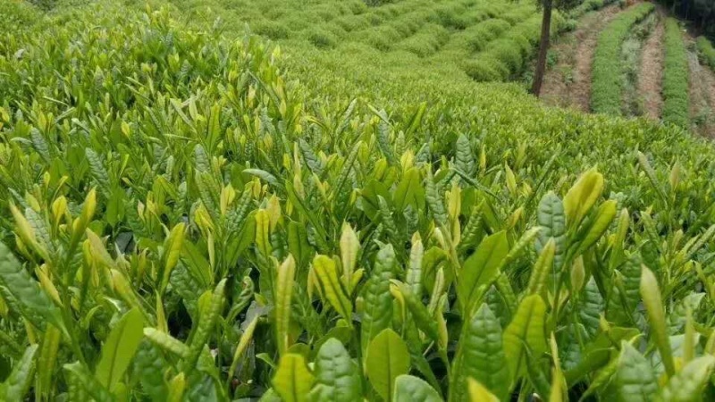 湖南安化黑茶
