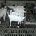 杜泊羊，纯种杜泊羊，种羊怀孕，羊羔，包教养殖技术