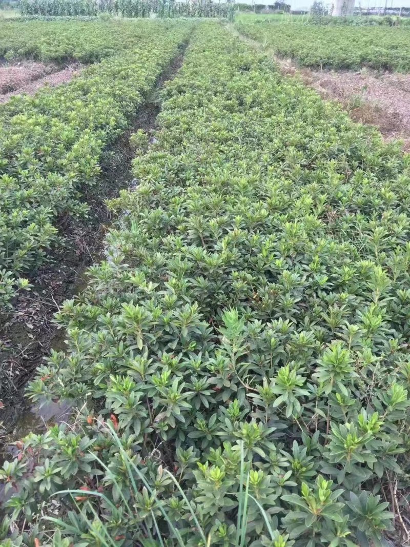 出售毛娟毛杜鹃杜鹃花杜鹃20公分左右
