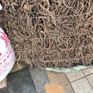 中药材今年广西新货黑老虎根纯根部