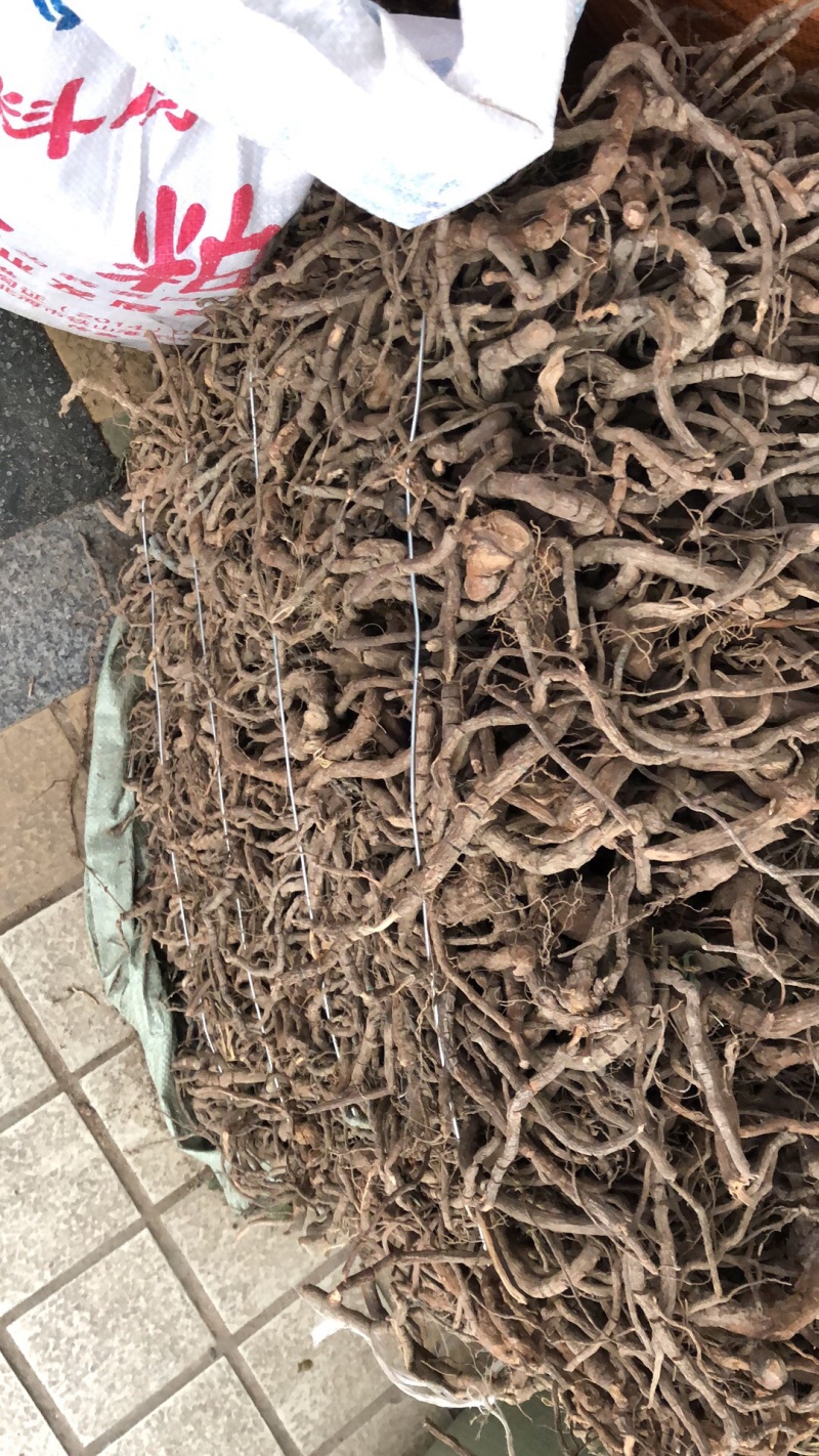 中药材今年广西新货黑老虎根纯根部