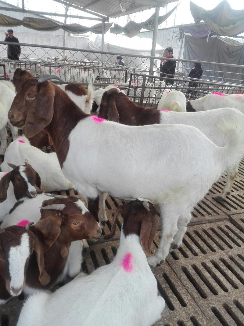 杜泊羊，纯种杜泊羊，种羊怀孕，羊羔，包教养殖技术