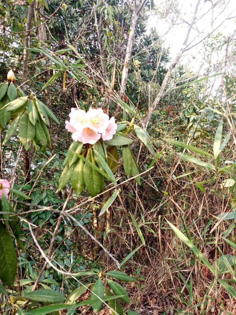 露水杜鹃苗