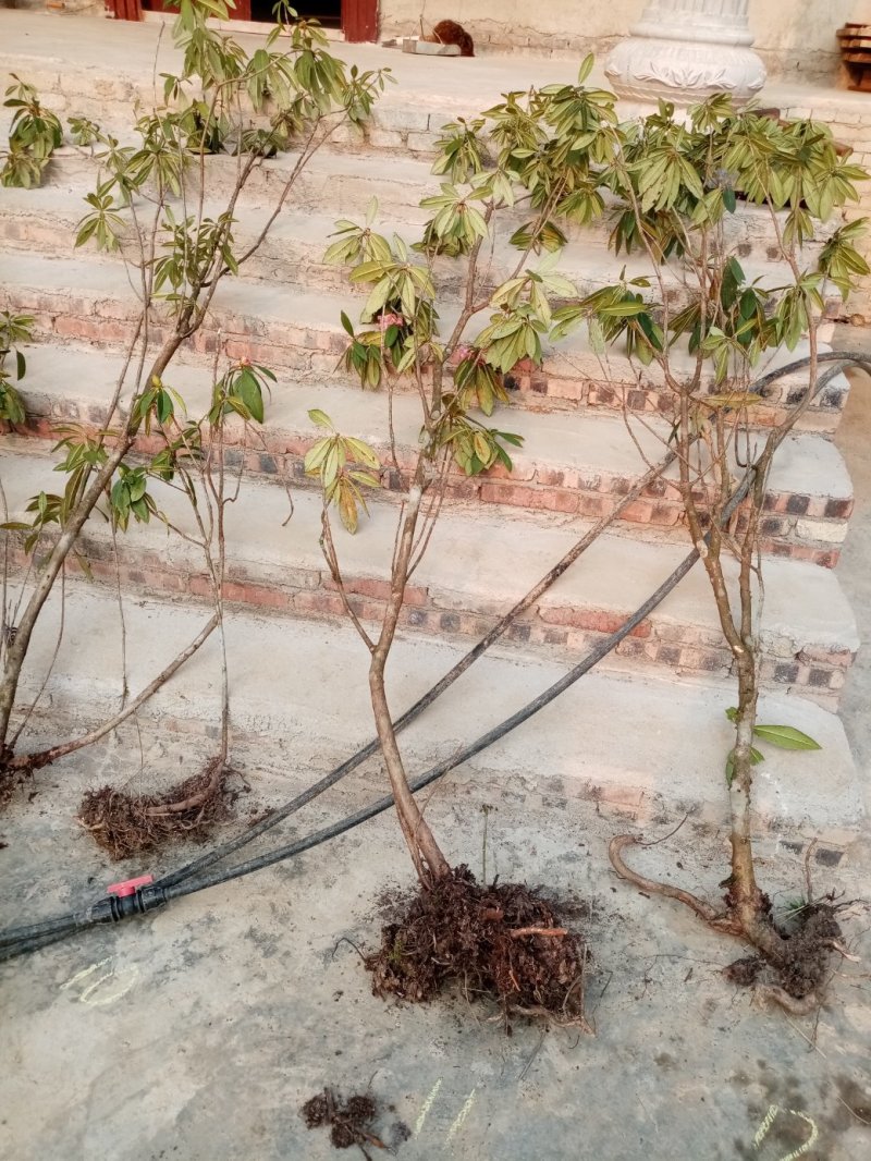 露水杜鹃苗