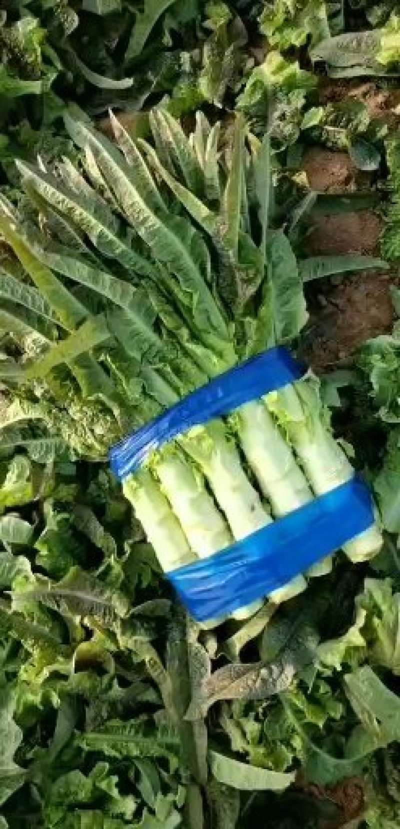 红叶莴苣