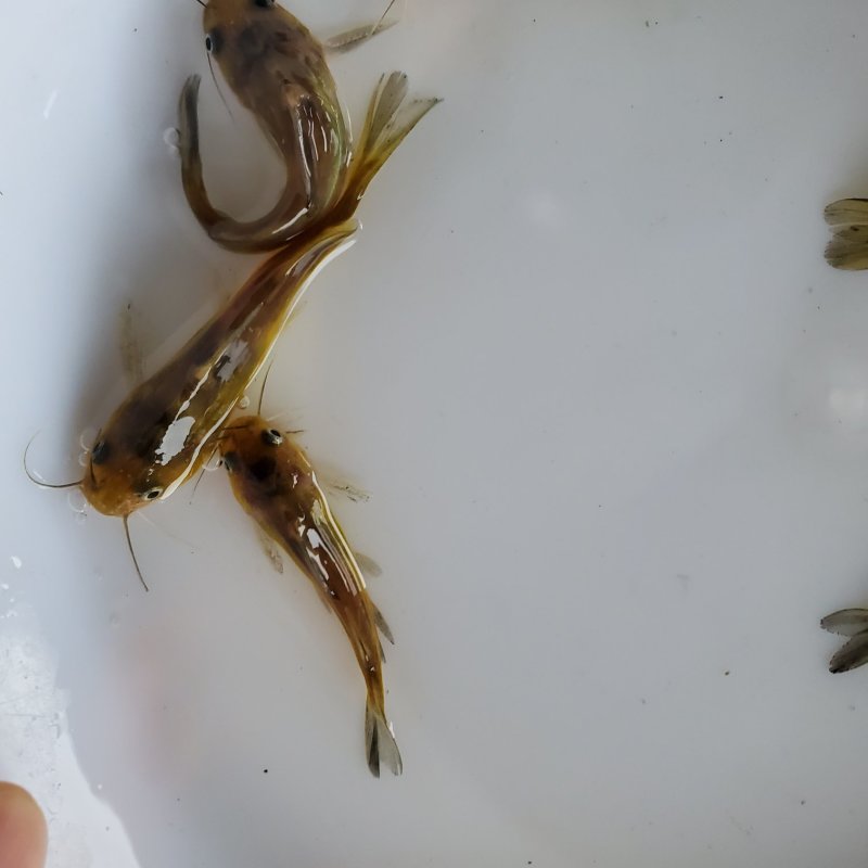 黄颡鱼苗黄骨鱼苗全雄黄骨鱼苗杂交黄骨鱼苗