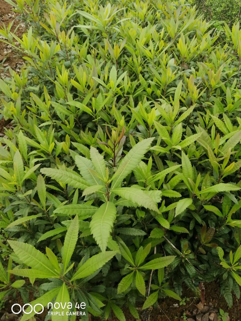 杨梅苗，杨梅小苗，杨梅实生苗，苗圃供应，可视频看苗起苗。