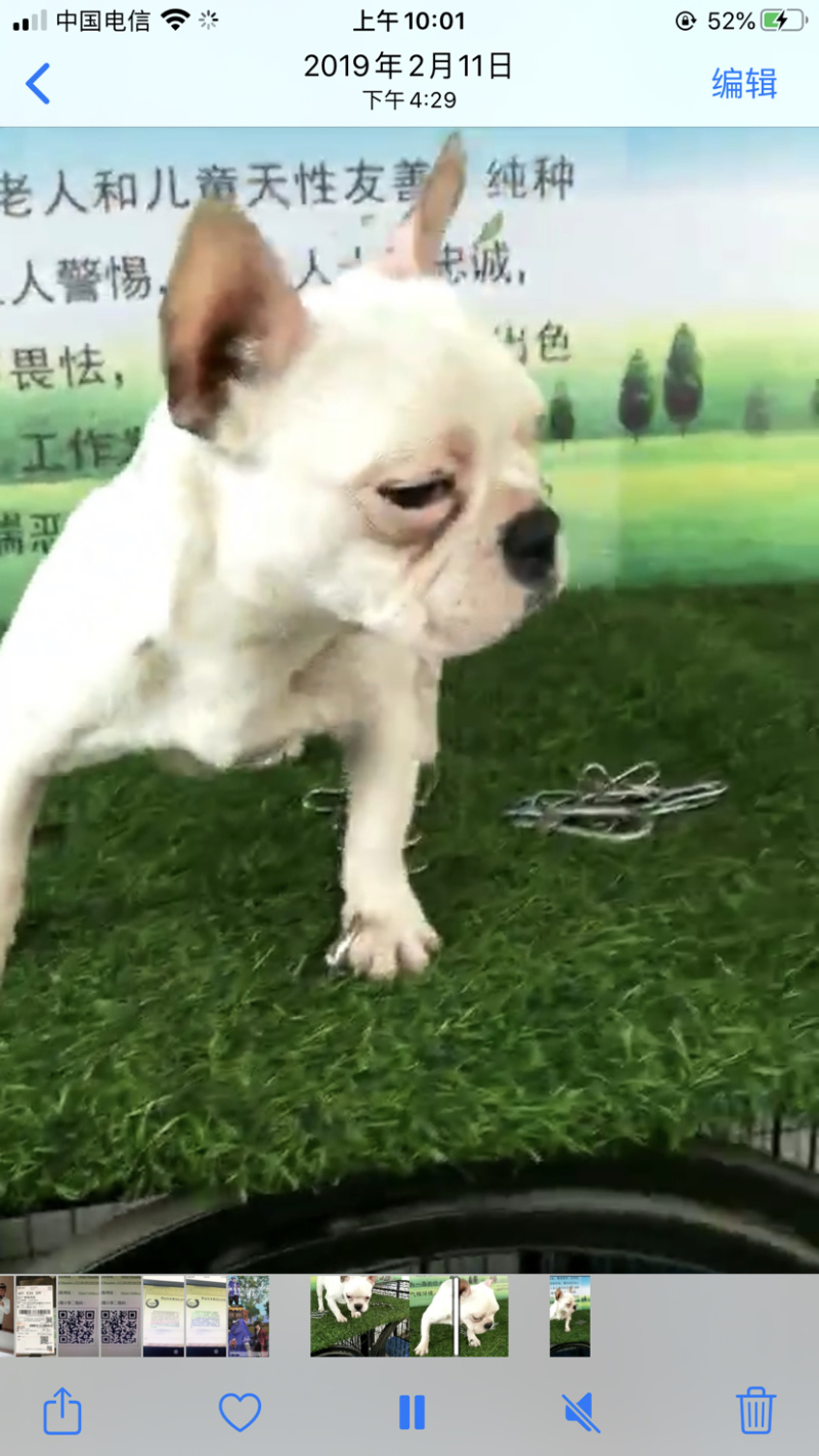 法斗犬双血统品相很好高端精品.....