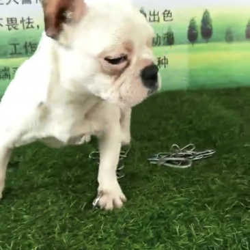 法斗犬双血统品相很好高端精品.....