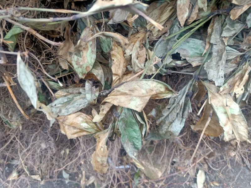 九节风，又名草珊瑚干货鲜货