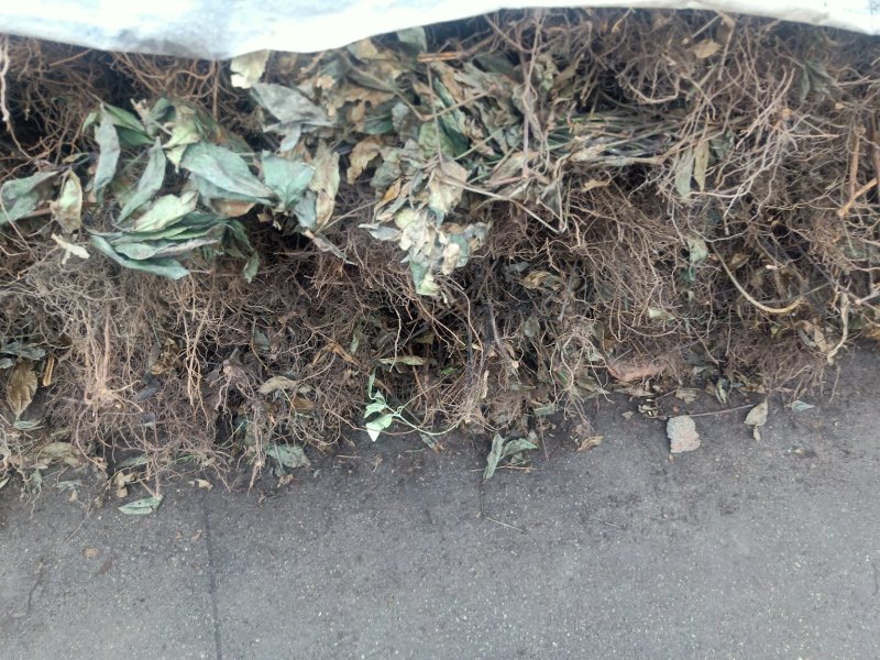 九节风，又名草珊瑚干货鲜货