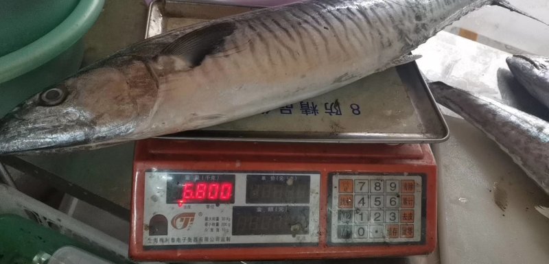 马鲛鱼