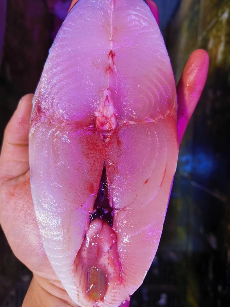 马鲛鱼