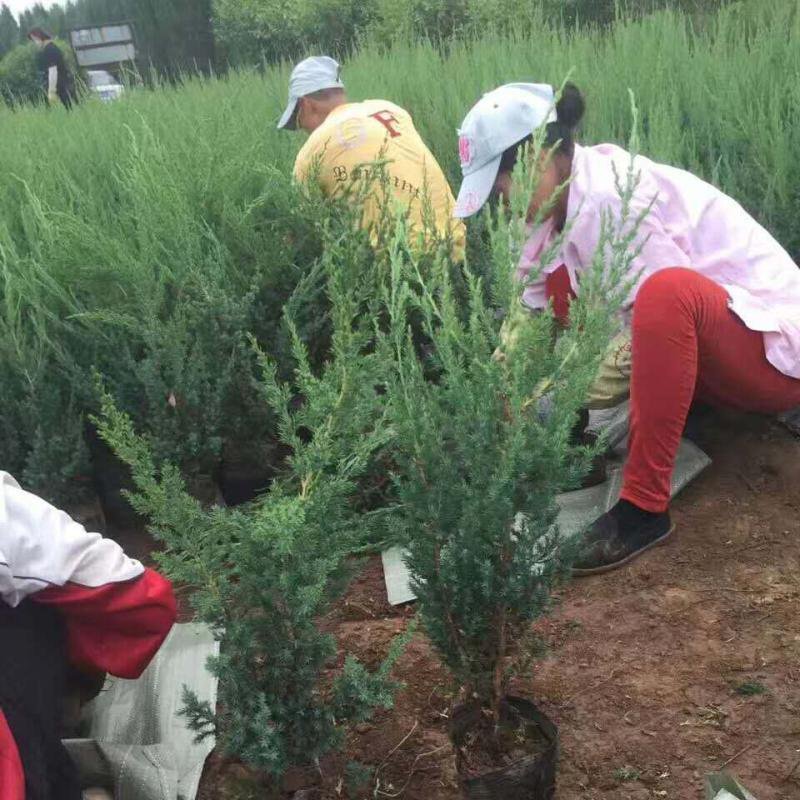 批发自家圃地柏树苗燕栢桧柏苗球