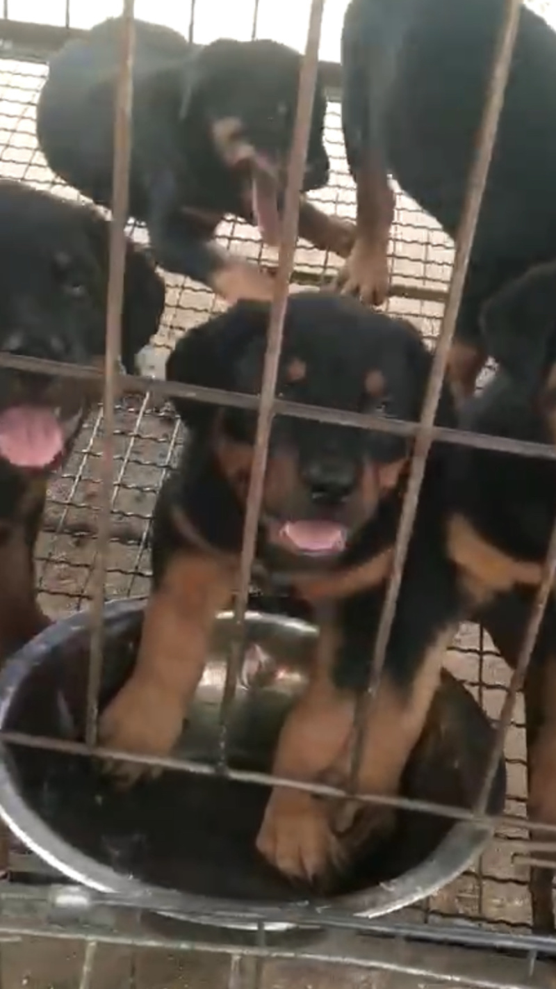 精品罗威纳犬，自养自销双血统........
