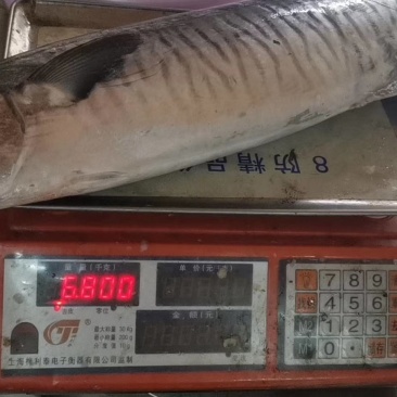 马鲛鱼