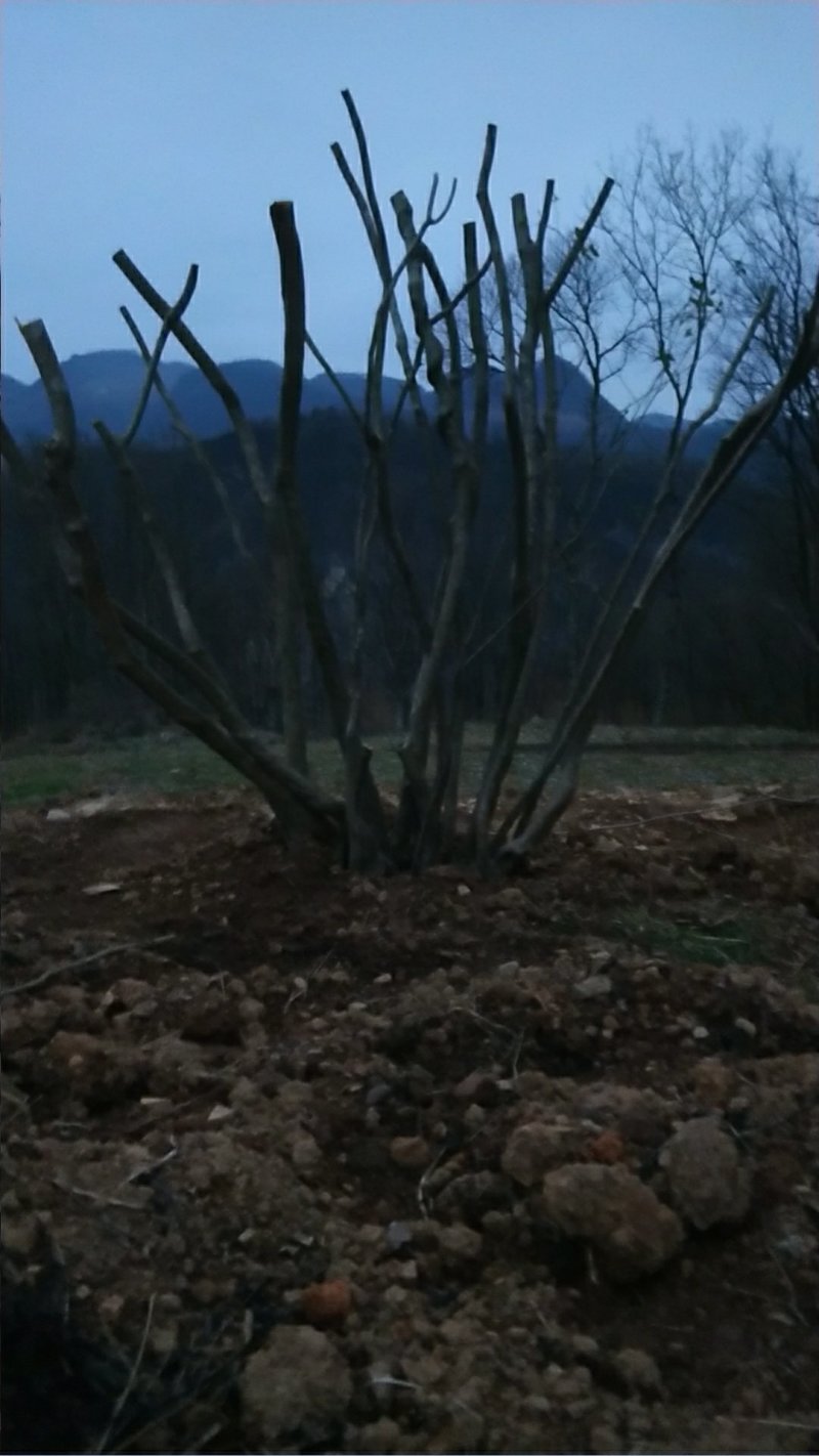 国旗红映山红杜鹃，截杆，全冠，生熟货都有