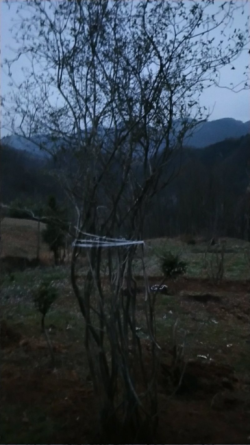 国旗红映山红杜鹃，截杆，全冠，生熟货都有
