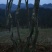 国旗红映山红杜鹃，截杆，全冠，生熟货都有