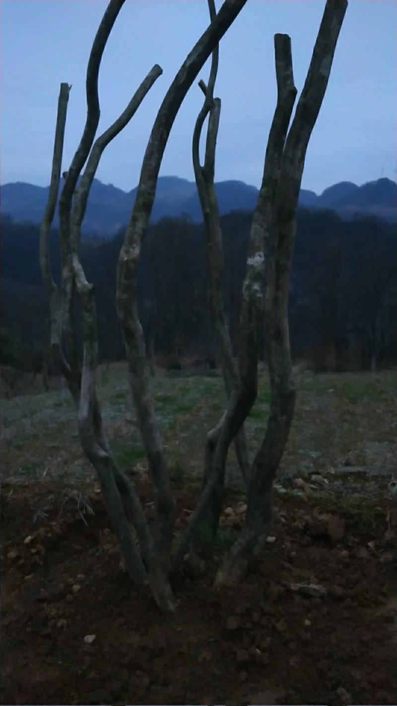 国旗红映山红杜鹃，截杆，全冠，生熟货都有