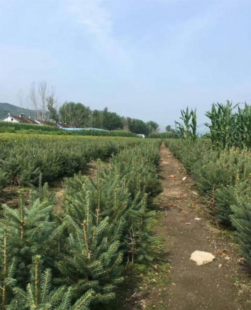 批发出售云杉工程树云杉小苗陆地苗及杯苗