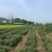 批发出售云杉工程树云杉小苗陆地苗及杯苗
