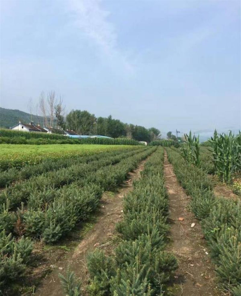 批发出售云杉工程树云杉小苗陆地苗及杯苗